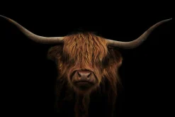 Sale Glasbild HOCHLAND RIND Glasbilder