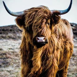 Discount Glasbild HOCHLANDRIND Glasbilder|Bilder