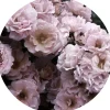 Sale Glasbild PEONIES III Glasbilder
