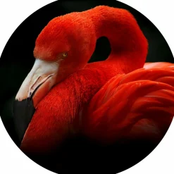 Glasbild SLEEPING FLAMINGO Glasbilder