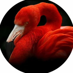 Glasbild SLEEPING FLAMINGO Glasbilder