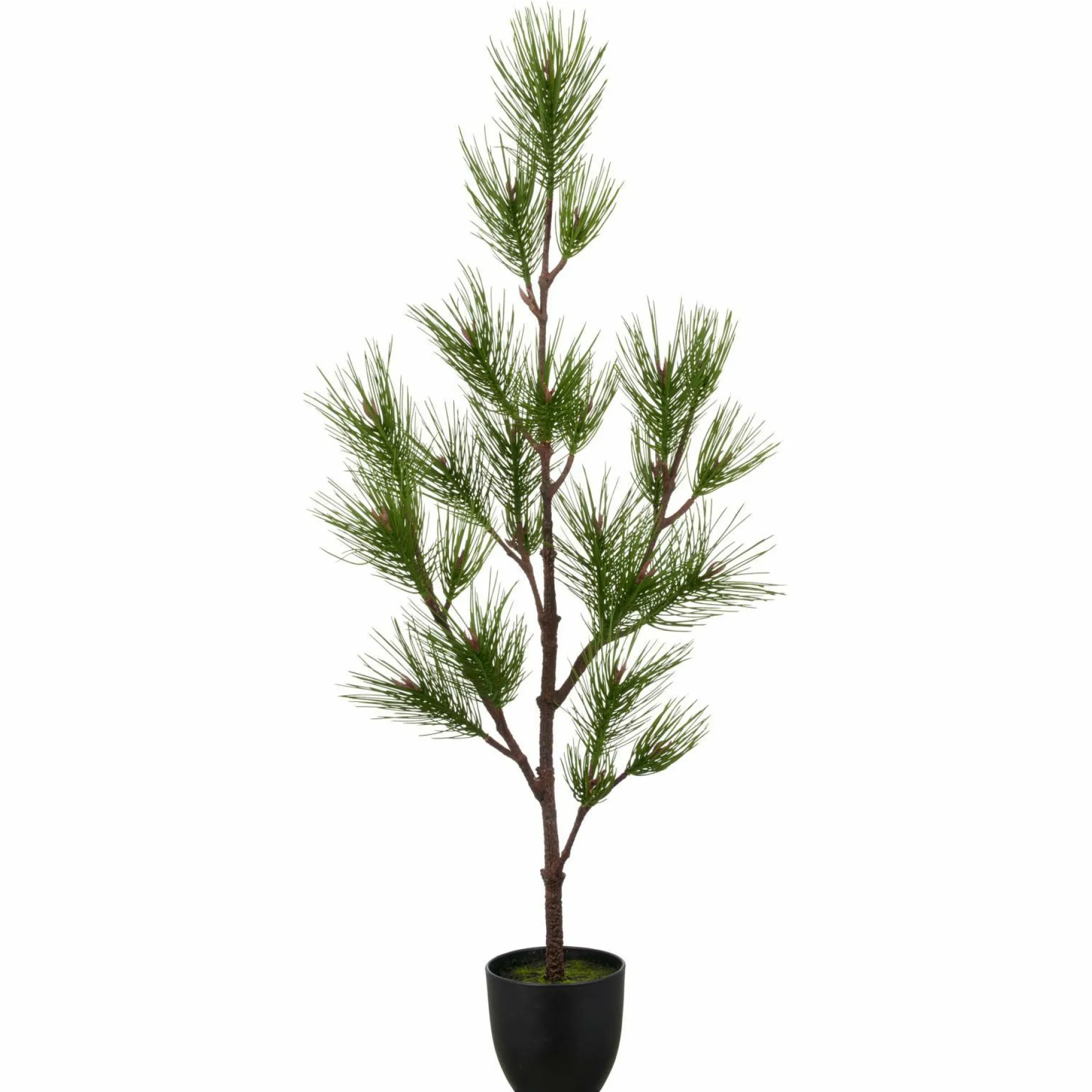 Best Kiefernbaum Weihnachtsbäume