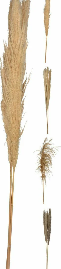 Outlet Kunstpflanze Pampasgras Pflanzen