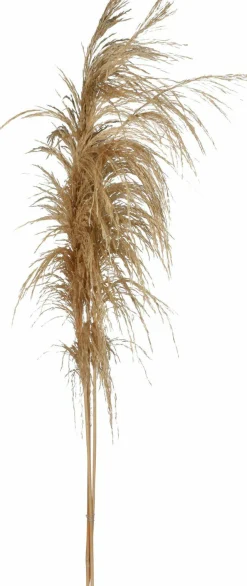 Outlet Kunstpflanze Pampasgras Pflanzen