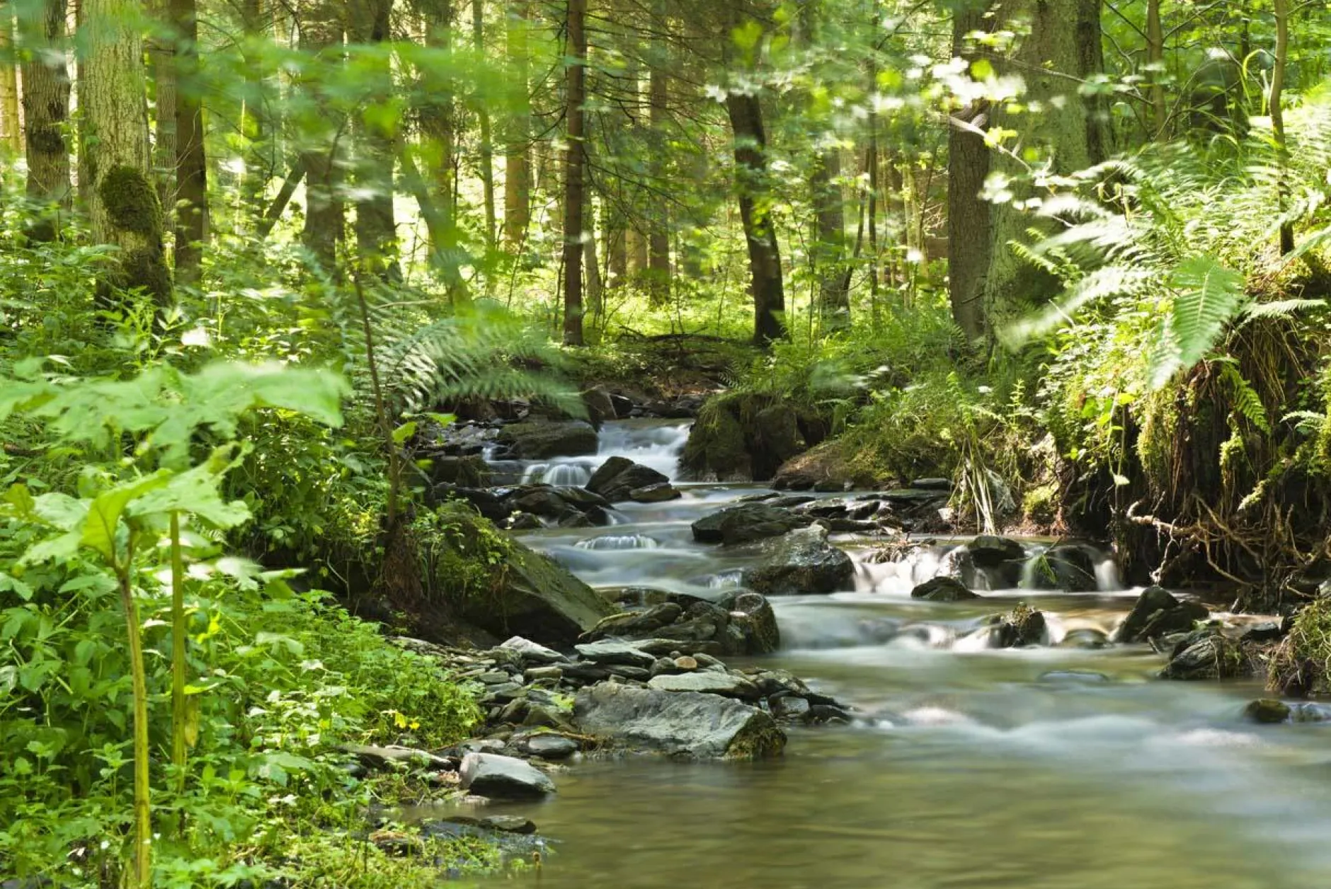 Discount Leinwandbild FLUßLAUF IM WALD Kunstdrucke