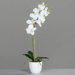 Clearance Orchidee weiß Pflanzen