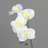 Online Orchidee weiß Pflanzen