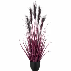 Clearance Pampasgras Sonstige