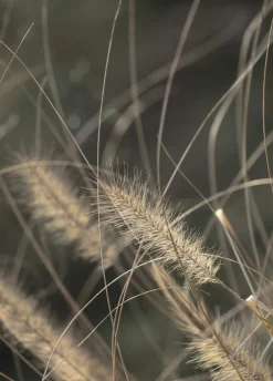 Discount Posterboard MELLOW GRASSES 2 Poster & Drucke|Kunstdrucke