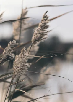 New Posterboard MELLOW GRASSES 3 Poster & Drucke|Kunstdrucke