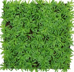 Outlet Wandpaneel MODULAR WALL Akustikpaneele|Wandpaneele