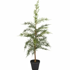 Best Zypressenbäumchen Black Forest|Weihnachtsbäume